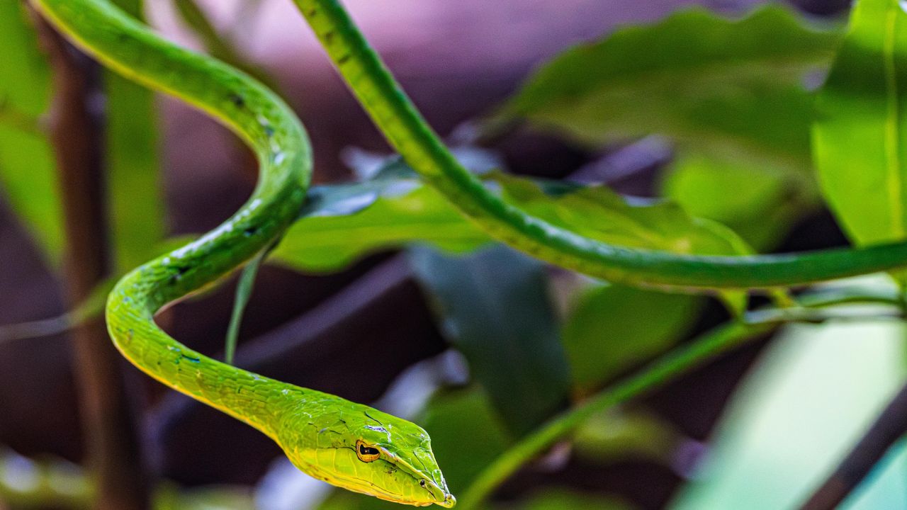 garden plant attracts snakes